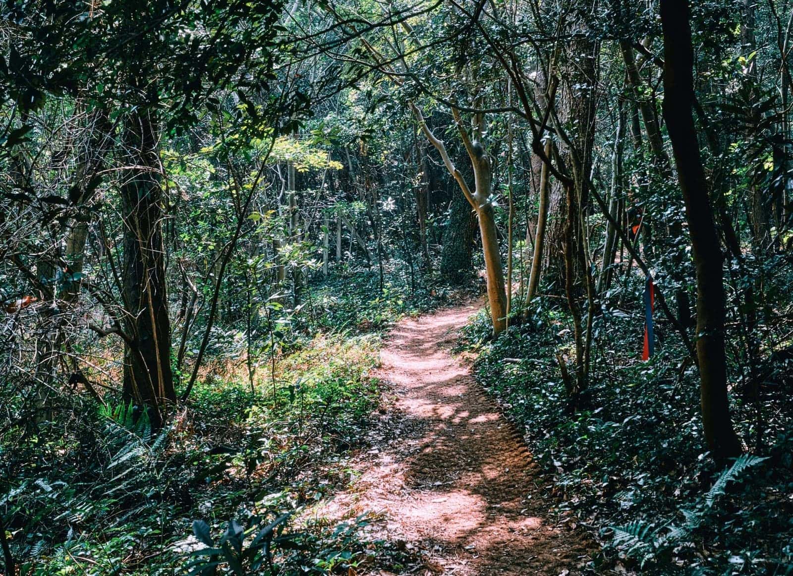 大水山峰